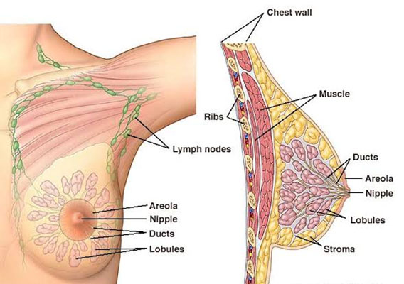 About breast (scientific information)